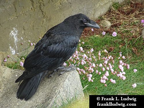 Ravens in Mullaghmore